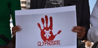 glyphosate