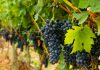 L’ADN a parlé : la culture de la vigne en France date de plus de 4 000 ans Vignes France