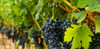 Vignes France