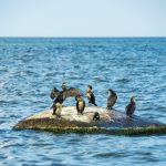 Oiseaux marins en danger