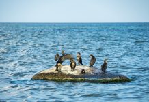 Oiseaux marins en danger
