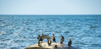 Oiseaux marins en danger