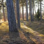 Le bois et l'écologie