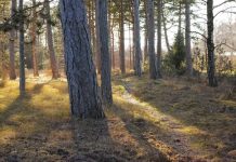 Le bois et l'écologie