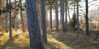 Le bois et l'écologie